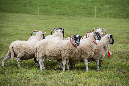 牧狗养的羊群草甸边缘绵羊羊肉牧羊犬羊毛动物森林草地工作图片