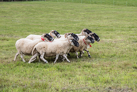 牧狗养的羊群动物牧羊犬森林绵羊绿色草地边缘养殖羊毛草甸图片