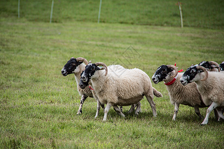 牧狗养的羊群边缘动物草甸草地绵羊羊毛森林牧羊犬绿色羊肉图片