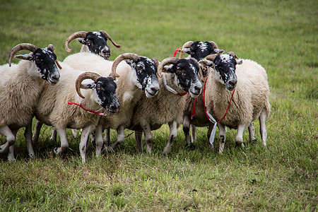 牧狗养的羊群牧羊犬动物工作边缘绿色草甸羊毛羊肉绵羊草地图片