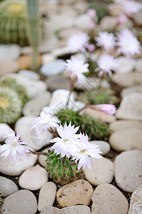仙人掌植物学花束环境花瓣植物群花店雌蕊石头园艺沙漠图片