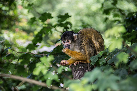 松鼠猴子爬树上树新世界鼻子绿色黄色灵长类小动物动物叶子树枝棕色图片