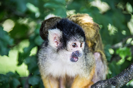 松鼠猴子爬树上树绿色灵长类棕色新世界黄色叶子毛皮分支机构动物鼻子图片