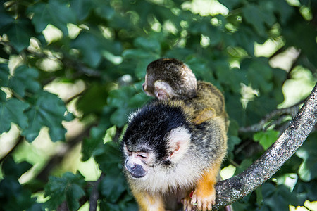 松鼠猴子爬树上树灵长类棕色毛皮黄色动物鼻子树枝分支机构绿色小动物图片