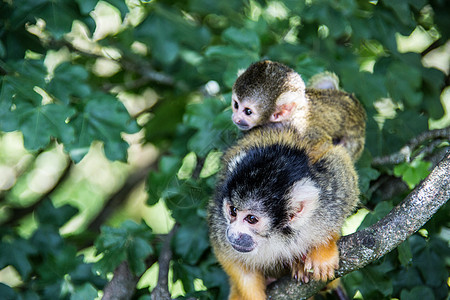 松鼠猴子爬树上树绿色叶子灵长类小动物树枝黄色棕色新世界分支机构动物图片