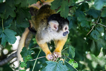 松鼠猴子爬树上树棕色黄色分支机构树枝小动物新世界动物鼻子毛皮绿色图片