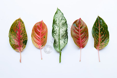 五颜六色的 Aglaonema 叶在惠特上分离粉色热带植物群红色植物学花朵植物绿色白色环境图片
