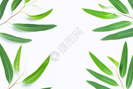 白色背景的绿色树枝桉树疗法蓝色芳香木板草药温泉叶子桌子洗澡图片