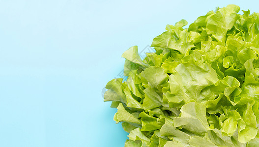 蓝色背景的绿橡树生菜卷曲饮食生产树叶紫色叶子午餐植物美食菠菜图片