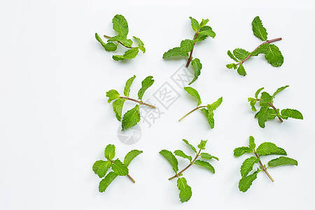 白色背景的新鲜薄荷叶味道香料植物群食物药品香味枝条叶子植物草本植物图片