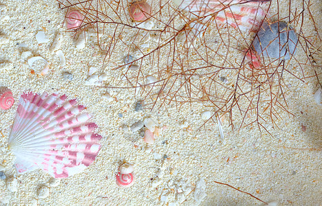 海滩珍珠纽扣蜗牛和扇贝壳团体珍珠蜗牛生活甲壳动物螺旋收藏海岸海洋背景