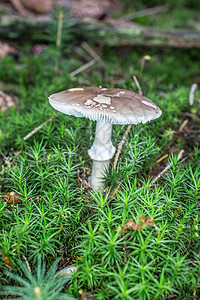 草地里有致命的星苔小屋斑点绿色苔藓帽子棕色毒蘑菇森林薄片图片