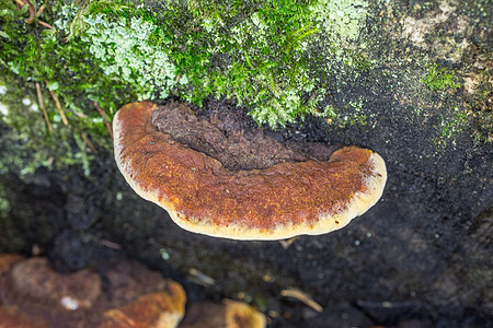 枯木树干上的树真菌资源木耳针叶林棕色森林菌类星苔绿色土壤漆皮图片