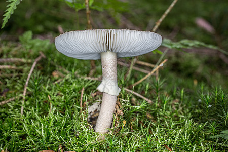 草地里有致命的针叶林星苔棕色绿色毒蘑菇薄片边缘森林土壤斑点图片