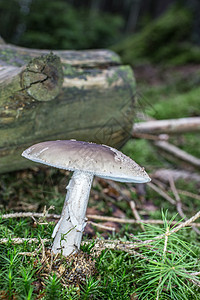 草地里有致命的棕色薄片小屋土壤边缘针叶林绿色斑点森林毒蘑菇图片