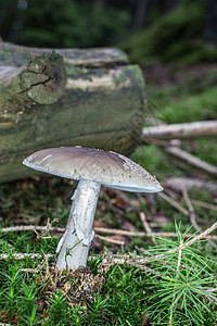 草地里有致命的边缘绿色苔藓棕色斑点帽子毒蘑菇小屋针叶林土壤图片