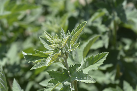 常见沼石蜀葵植物绿色植物学叶子花园图片