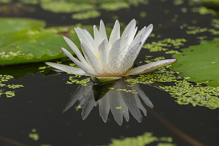 莲花白色图片