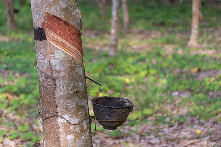 从橡胶树上滴出的天然乳胶丛林材料树干木材森林来源植物木头生长种植园图片