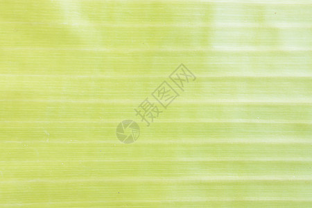香蕉叶纹理墙纸香蕉绿色装饰叶子风格材料背景图片