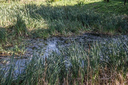 沼泽土地作为河的湿地水坑狐尾城堡草地蓝色池塘绿色沼泽地生境反射图片