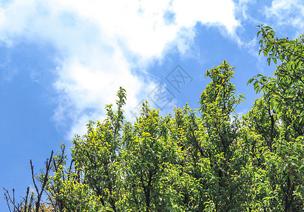 美丽的大树和阳光 在森林中与天空隔绝的天空背景树木树叶叶子松树蓝色环境森林绿色木头植物图片