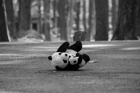 熊猫娃娃独自留在松树林的路上 情感和表达概念(Panda Doll)图片