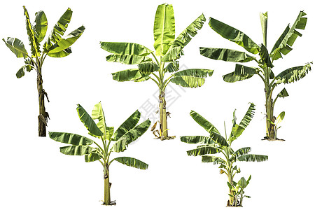 白背景上隔开树的收藏落叶植物学林业森林白色环境阔叶孤独生态树干图片