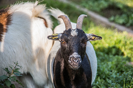 牧场上的棕色白山羊羊奶养牛绿色农场山羊草地食物草料喇叭图片