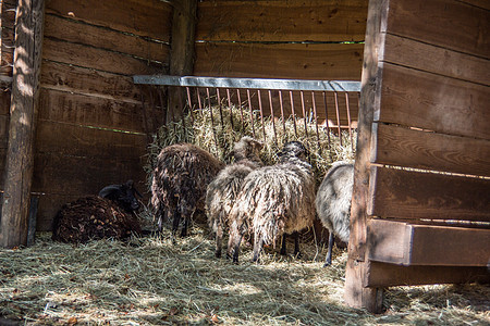 牧场上的棕色白山羊山羊农场喇叭养牛草料绿色食物草地羊奶图片