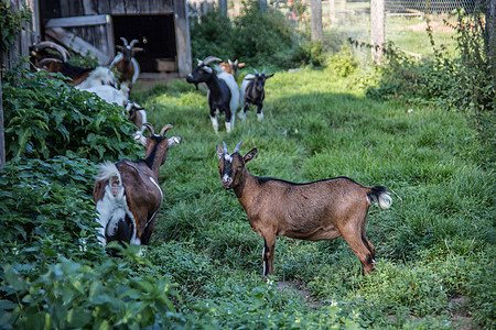 牧场上的棕色白山羊草料养牛喇叭农场食物羊奶绿色山羊草地图片