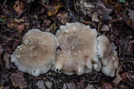 秋叶林中蘑菇的果实体落叶林土壤蘑菇层状苔藓森林树叶棕色枯木真菌图片