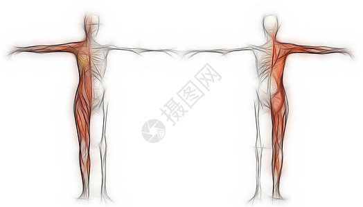 肌肉和骨骼的雌性人的身体保健医疗手雕科学人体女性绘画教育插图医学图片