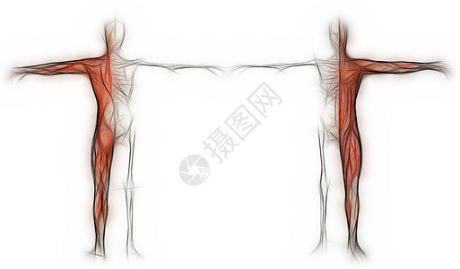一个肌肉和骨骼的人的人体躯体解剖学医疗科学女性男士手雕医学绘画保健教育图片
