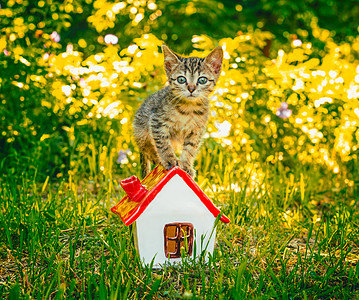 一只小猫在绿草地上 站在玩具屋旁图片