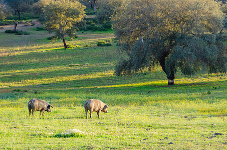 西班牙埃斯特雷马杜拉 日落时在玻璃地的猪农田家畜猪肉草地美食背光农村食物草原场地图片