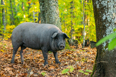 贴近贝里坎猪的肖像食物火腿猪肉熟食美食牧场黑腿场地小猪农业图片