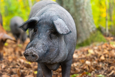 贴近贝里坎猪的肖像猪肉农业牧场火腿黑腿美食食物草地橡木熟食图片