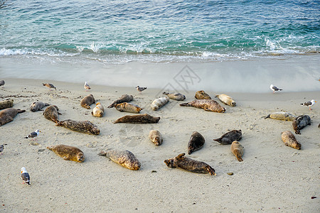 海狮和海豹在加州圣地亚哥的拉霍拉 太阳下的一个小湾上午睡海滩海岸线栖息地旅游女性娱乐码头海湾狮子旅行图片