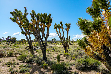 仙人掌风景园约书亚树国家公园 美国加利福尼亚州东南部的沙漠国家公园荒野地标风景旅游岩石沙漠环境天空植物群干旱背景