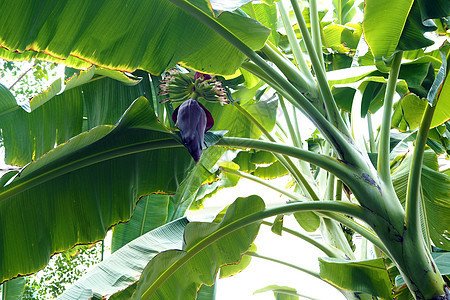 香蕉花香蕉营养生长培育紫色树干热带团体叶子食物图片