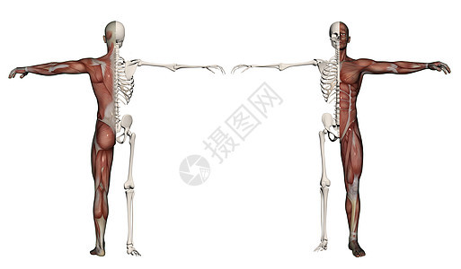 一个肌肉和骨骼的人的人体躯体医学解剖学医疗男士科学生物学手雕教育插图女性图片