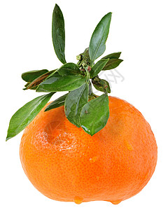 有叶子的延边食物橙子水果背景图片