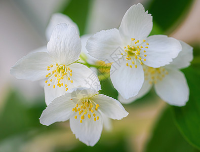 春月时带白茉莉花叶子白花植物衬套晴天绿色花瓣花朵白色花束图片