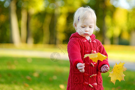 拥有黄色金色树叶的可爱幼儿女孩夹克胡同公园女儿压痛眼睛婴儿毛衣树木季节图片