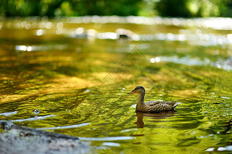 夏天在河里的鸭子棕色池塘水坑女性游泳季节性反射野生动物公园男性图片