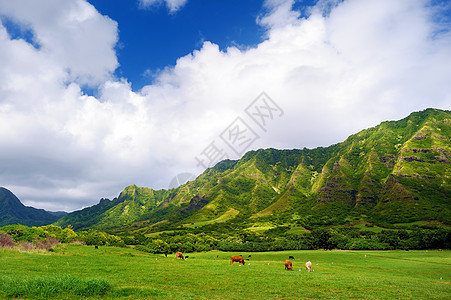 瓦胡省Kualoa牧场的克里夫和牛图片