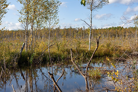 沼泽和森林的景观国家枯木天空树木乡村灌木丛桦木图片
