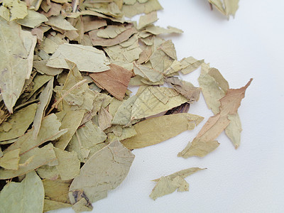 干番泻叶 也称为 daun jati 瓷器 有白色背景 这种叶子通常用作凉茶 此茶清爽 有特殊香气食物热带豆荚便秘药品植物决明子图片