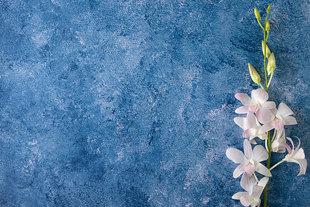 蓝色和白色背景上的一束兰花图片